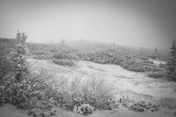 Monochrome dwarf mountain pine forest view, Tatra National Park, Poland. Cloudy day, fresh snow, moody atmosphere. Selective focus on the trees, blurred background.