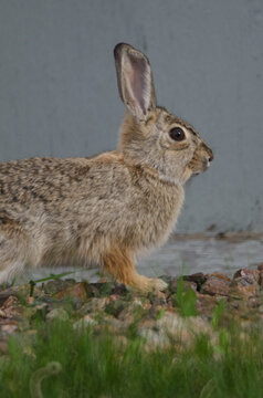 A bunny standing in front of a shed.