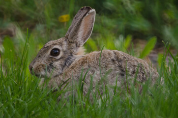 Naklejka na ściany i meble A rabbit hiding in the tall grass.