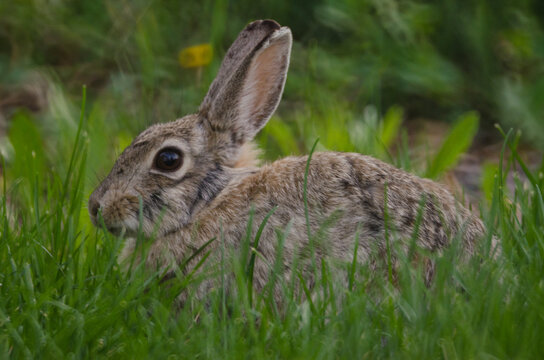 A rabbit hiding in the tall grass.