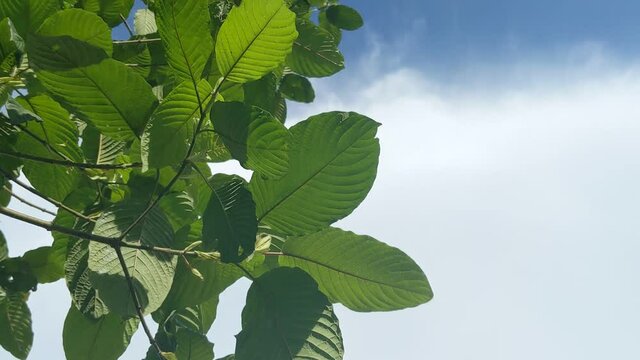 
Kratom (Mitragyna speciosa) Mitragynine. Drugs and Narcotics.