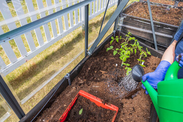 Close up view of watering hole for planting of tomatoes  seedling. Sweden.