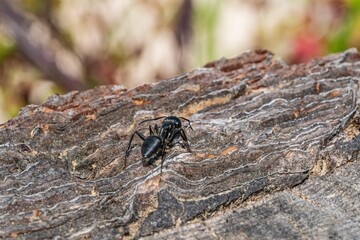 Black ant on foreground in the forest