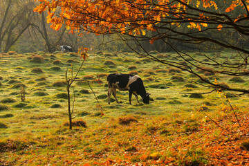 The one cow grazes in the meadow next to the autumn forest.