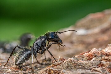 Black ant on foreground in the forest