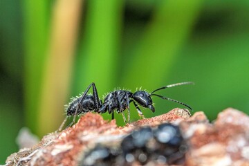 Black ant on foreground in the forest