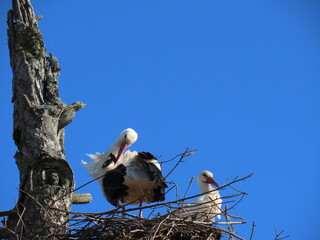 Stork in nest high on top of leafless larch tree in early spring in the biggest white stork 'Ciconia ciconia' colony in the Baltic states - Matisi, Latvia 
