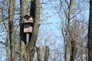 wooden bird feeder in the park