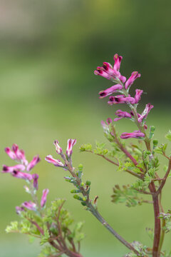 Macro shot of flowers on a common fumitory (fumaria officinalis) plant