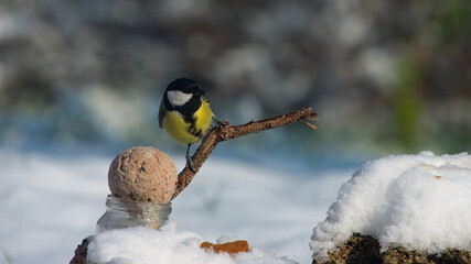 M&eacute;sange &agrave; t&ecirc;te noir mangeant au dessus de la neige