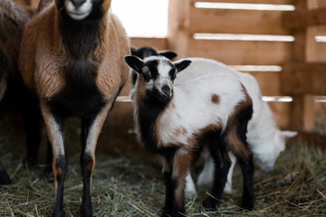 brown and white lambs 