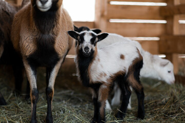 Obraz premium brown and white lambs 