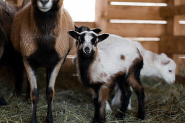 Fototapeta premium brown and white lambs 