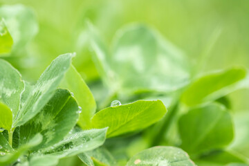 Macro photo of dewy clover (Genus Trifolium).