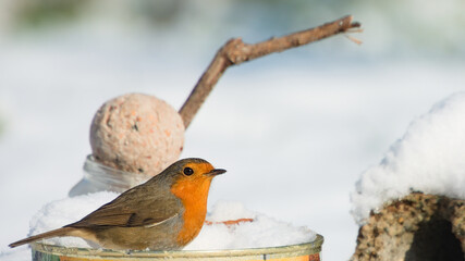 Rouge gorge sur fond de neige