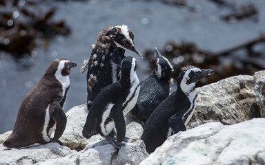 Jackass Penguin colony near cape of good hope, south Africa