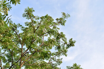 Fototapeta premium Green rowan leaves close up in the garden