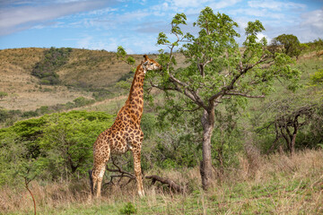 giraffe camelopardalis in the south African Savannah