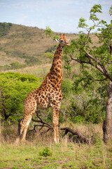 giraffe camelopardalis  in the south African Savannah