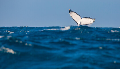 Humback whale diving down in the sea, showing his tail fin