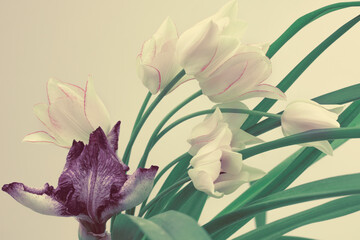 white tulips and green foliage, purple iris, abstract colors and composition.