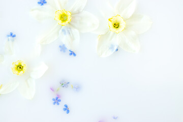 Creative floral background.Daffodil and forget-me-not flowers floating in milk.Copy space,top view,selective focus.