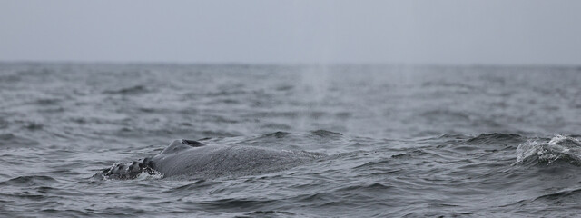Obraz premium black and white, humpback whale 