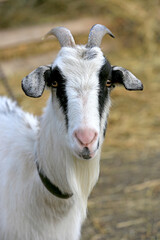 funny goat on farm