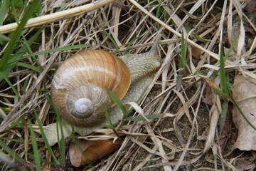 landscape photography, snail crawling among old dry grass, clam close-up 