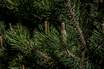 Overgrown shoots of young pine