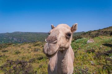 Camels in Salalah Oman