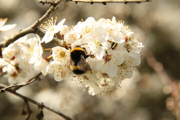 landscape photography, close-up of bumblebee sitting on cherry blossom petals 