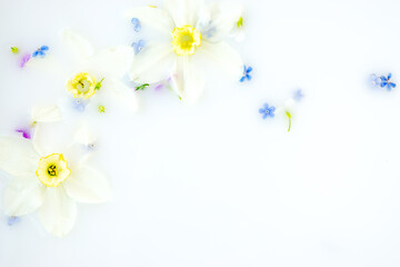 Creative floral background.Daffodil and forget-me-not flowers floating in milk.Copy space,top view,selective focus.