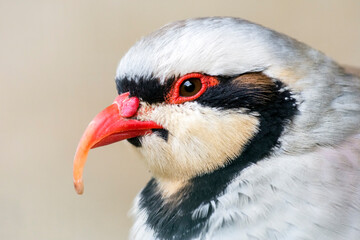 Portrait of a Chukar partridge, alectoris chukar, with selective focus