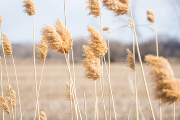 ears of wheat in the field