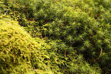horizontally oriented image, close-up of a small area of the lower part of the forest, macro photography of green moss 