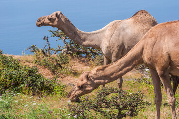 Camels in Salalah Oman