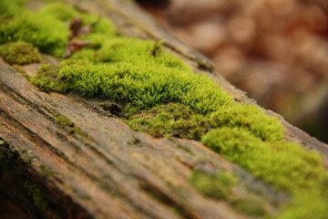 landscape photography, a section of an old tree covered with green fluffy moss 