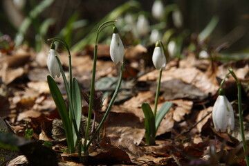 close-up of several spring flowers of snowdrops, forest primroses, white buds 