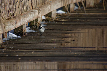 Fototapeta na wymiar Bergeronnette grise marchant sur des planches au marais de Bazouges cré sur Loir en hiver