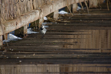 Bergeronnette grise marchant sur des planches au marais de Bazouges cré sur Loir en hiver