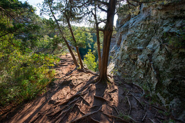 tree roots on the rocks