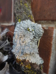 lichen on tree