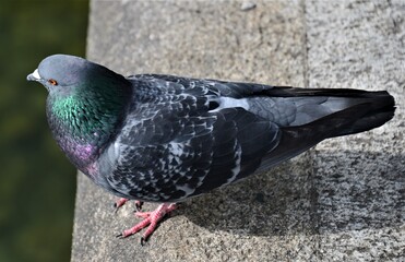 Close up of a beautiful pigeon in the city 