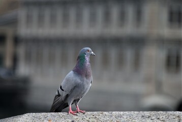 Close up of a beautiful pigeon in the city 