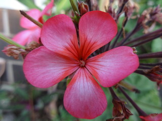 Geranium