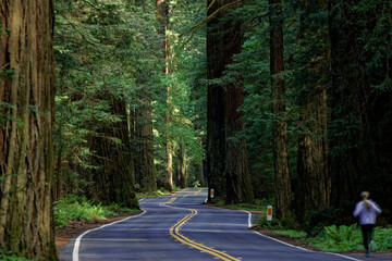Running on winding road next to redwood trees
