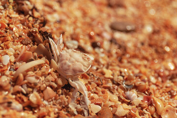 A closeup of a dead crab shell on a sand