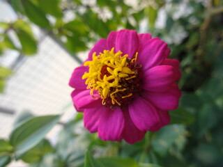 Zinnia