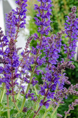 Naklejka premium Salbei - Pflenze 